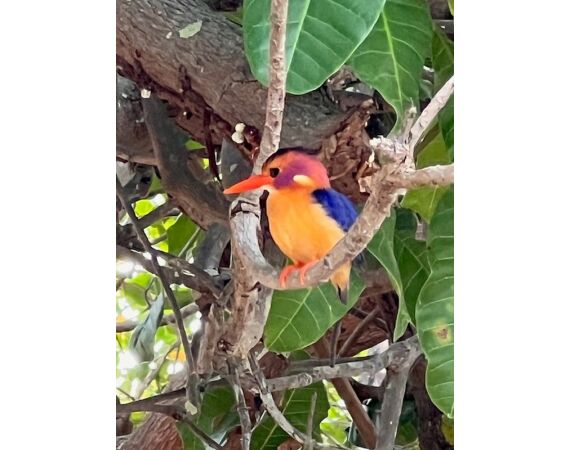 Guinee Bissau groep nov 26