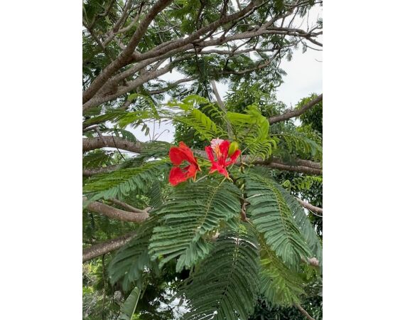 Guinee Bissau groep nov 26