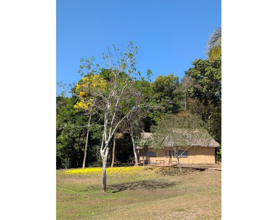 Arapaima Bolivia sep 2027