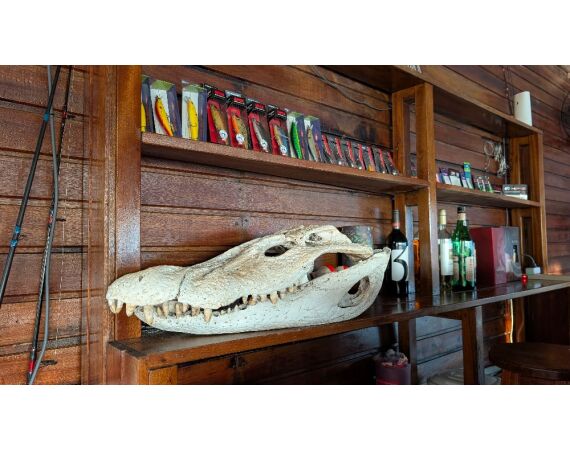 Arapaima Bolivia sep 2027