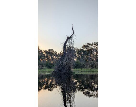 Arapaima Bolivia sep 2027