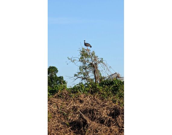Arapaima Bolivia sep 2027