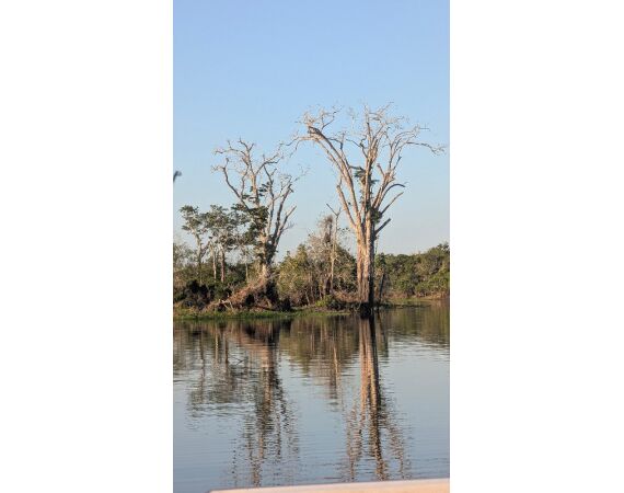 Arapaima Bolivia sep 2027