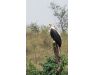 Nile Perch Uganda mar 26