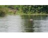 Nile Perch Uganda mar 26