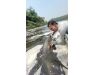 Nile Perch Uganda mar 26