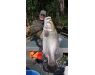 Nile Perch Uganda mar 26