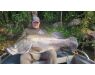 Nile Perch Uganda mar 26