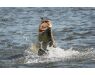 Nile Perch Uganda mar 26