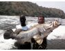 Nile Perch Uganda mar 26