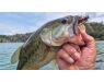 Spaanse bellyboat Black Bass