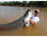 Arapaima Bolivia sep 2027